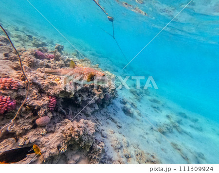 Whitespotted Puffer (Arothron hispidus) at coral reef.. 111309924