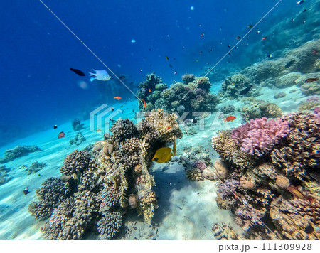 Bluecheek butterflyfish (Chaetodon semilarvatus) at the Red Sea coral reef.. 111309928