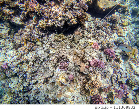 Underwater life of reef with corals and tropical fish. Coral Reef at the Red Sea, Egypt. 111309932
