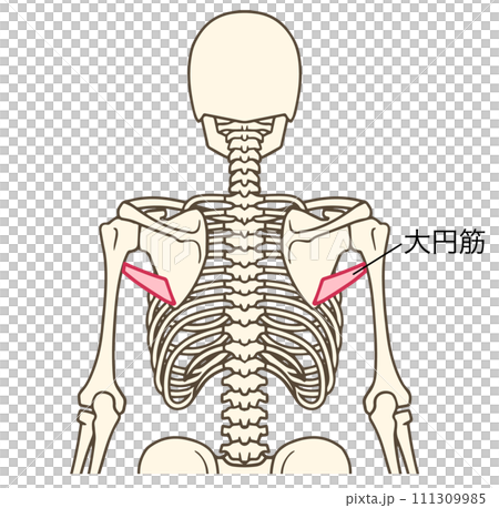 大圓肌圖 大圓肌圖 111309985