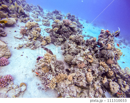 Underwater life of reef with corals, shoal of Lyretail anthias (Pseudanthias squamipinnis) and other kinds of tropical fish. Coral Reef at the Red Sea, Egypt. Underwater life of reef with corals, shoal of Lyretail anthias (Pseudanthias squamipinnis) and other kinds of tropical fish. Coral Reef at the Red Sea, Egypt. 111310033