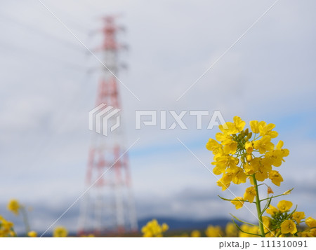 菜の花と鉄塔 111310091