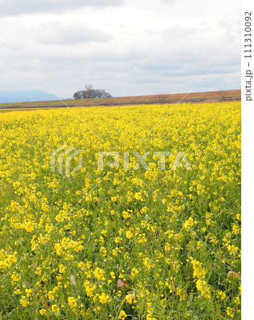 菜の花畑 111310092