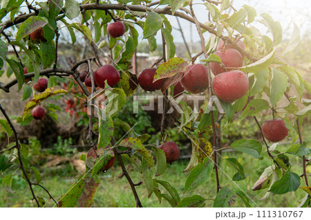 Ripe red apples on tree branches. Apple harvest. Ripe red apples in the garden on a tree. Ripe red apples on tree branches. Apple harvest. Ripe red apples in the garden on a tree. 111310767