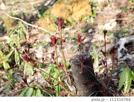 切り株から出たひこばえ（萌芽更新） 111310768