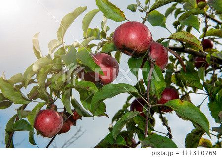 Ripe red apples on tree branches. Apple harvest. Ripe red apples in the garden on a tree. 111310769