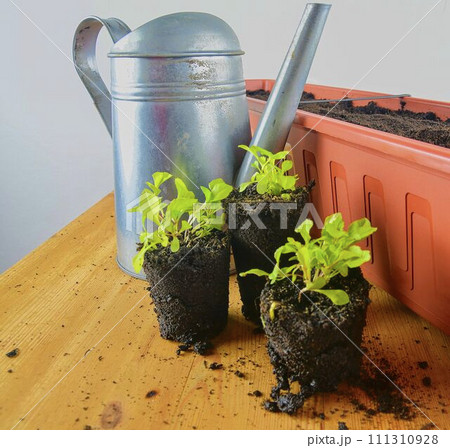 Planting flowers in a window box. Males hand planting asters and Indian cress 111310928