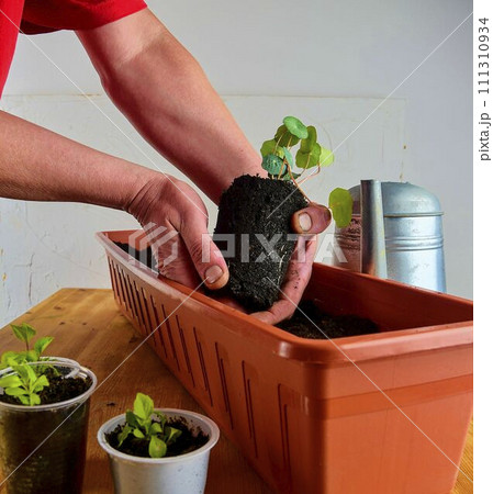 Planting flowers in a window box. Males hand planting asters and Indian cress 111310934