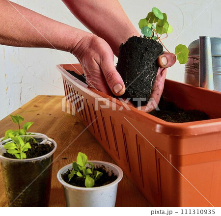 Planting flowers in a window box. Asters and Indian cress 111310935