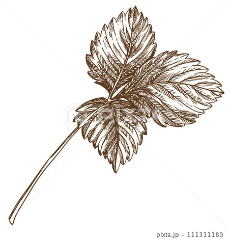 Strawberry leaf using engraving technique. Hand drawn botanical ink drawing of a plant fine details. Vector medicinal herbs, vitamin tea ingredient. Retro style. Illustration for eco product packaging 111311180
