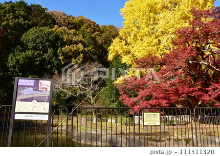 京都市　琵琶湖疎水四宮船溜と諸羽トンネル付近の黄葉イチョウと紅葉 111311320