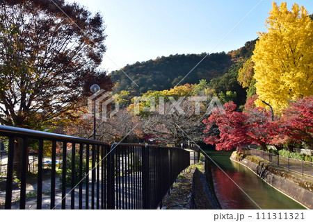 京都市 琵琶湖疎水と諸羽トンネル付近の黄葉イチョウと紅葉 京都市 琵琶湖疎水と諸羽トンネル付近の黄葉イチョウと紅葉 111311321