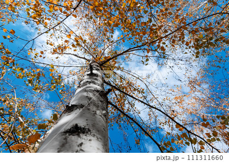 Birch in orange foliage against a blue sky. Bottom view. 111311660