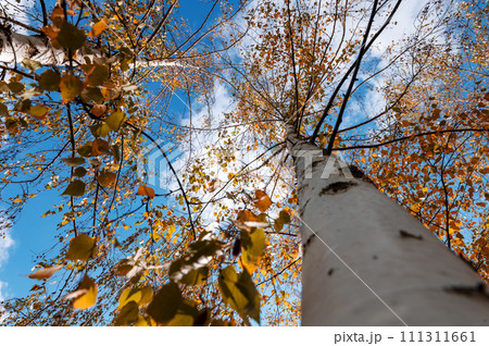 Birch in orange foliage against a blue sky. Bottom view. 111311661