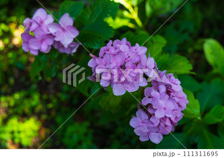 古都鎌倉の初夏 光則寺の紫陽花 古都鎌倉の初夏 光則寺の紫陽花 111311695