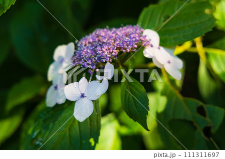 古都鎌倉の初夏 光則寺の紫陽花 古都鎌倉の初夏 光則寺の紫陽花 111311697