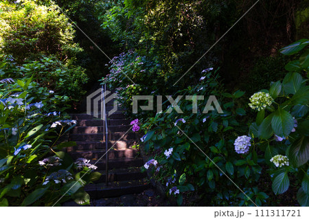 古都鎌倉の初夏　紫陽花が咲く光則寺 111311721