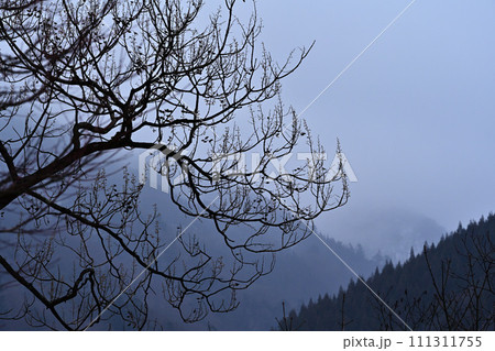 霧に包まれる木 111311755