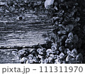 地面のヒメツルソバの雰囲気のあるモノクローム 111311970