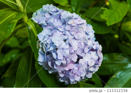 古都鎌倉の初夏 光則寺の紫陽花 古都鎌倉の初夏 光則寺の紫陽花 111312156