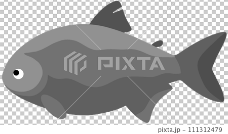 ブラックコロソマ 111312479