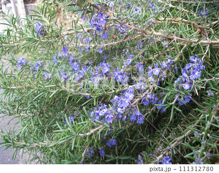 青い花のローズマリー 111312780