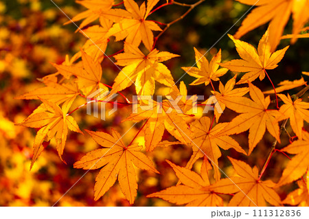 黄葉のカエデの背景 111312836