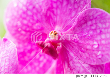 ピンク色の花びらが美しい胡蝶蘭 111312940