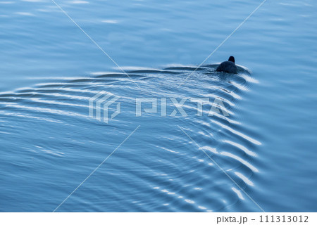 琵琶湖の水鳥 オオバンが泳ぐ湖面の波紋 琵琶湖の水鳥 オオバンが泳ぐ湖面の波紋 111313012