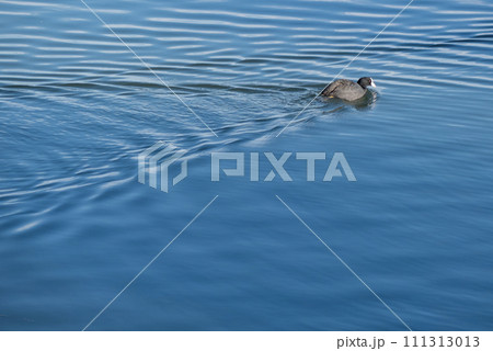 琵琶湖の水鳥　オオバンが泳ぐ湖面の波紋 111313013