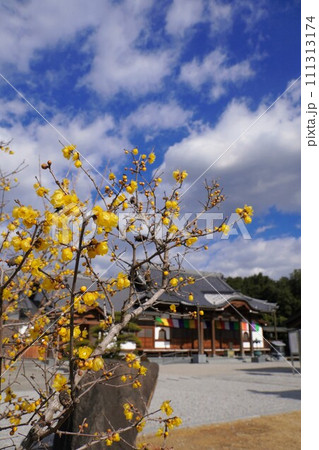 延命院勝楽寺の蝋梅2024【香川県三豊市】2 111313174