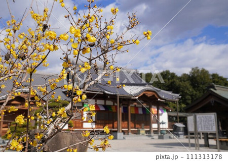 延命院勝楽寺の蝋梅2024【香川県三豊市】4 延命院勝楽寺の蝋梅2024【香川県三豊市】4 111313178