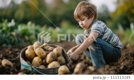 Young Boy Harvesting Potatoes in Field Young Boy Harvesting Potatoes in Field 111313195