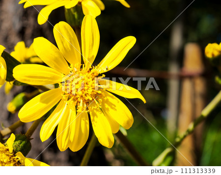 岩場に咲く美しい黄色いツワブキの花 111313339