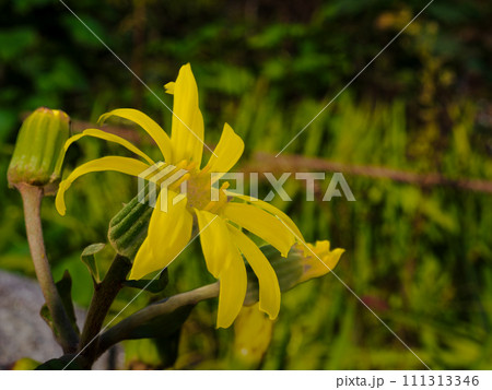岩場に咲く美しい黄色いツワブキの花 岩場に咲く美しい黄色いツワブキの花 111313346