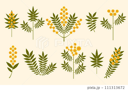 Yellow flowers vector set. Modern symmetrical Mimosa flowers and leaves on pastel background. Australian Wattle branches drawn in folk style with brush texture. Stylized geometric Acacia illustration 111313672