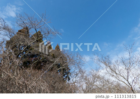 冬の晴れた日の散歩　青空と枯れ木の風景 111313815