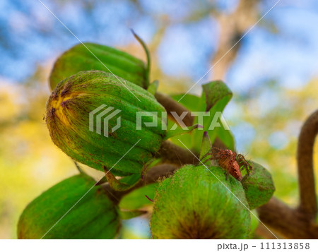 岩場に育つツワブキの花の蕾 111313858