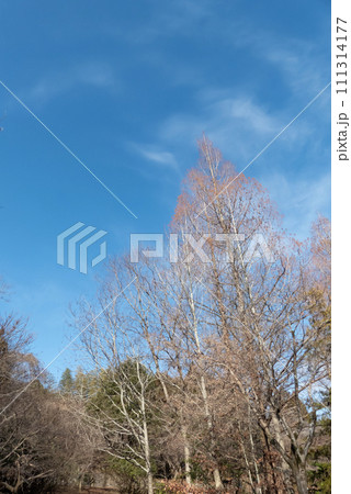 冬の湖畔の畑の風景　滋賀県草津市平湖 111314177