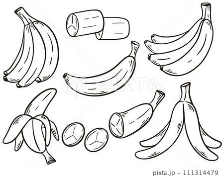Bananas set hand engraving isolated vector illustration 111314479