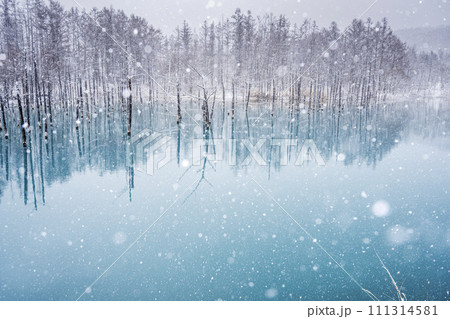 雪降る青い池 雪降る青い池 111314581