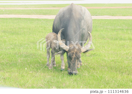A mother buffalo and baby buffalo are walking and eating grass in the field. A mother buffalo and baby buffalo are walking and eating grass in the field. 111314636