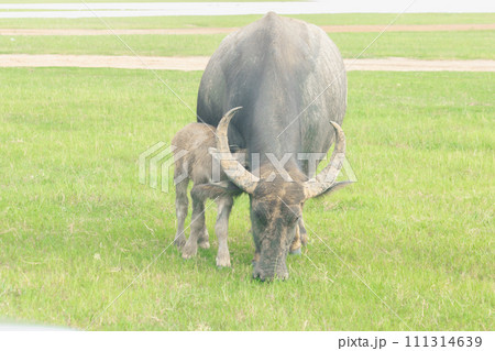 A mother buffalo and baby buffalo are walking and eating grass in the field. A mother buffalo and baby buffalo are walking and eating grass in the field. 111314639