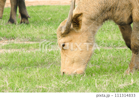 A white buffalo is walking and eating grass in the field. 111314833