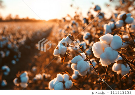 Cotton farm during harvest season. Field of cotton plants with white bolls. Sustainable and eco-friendly practice on a cotton farm. Organic farming. Raw material for textile industry. Generative AI. 111315152