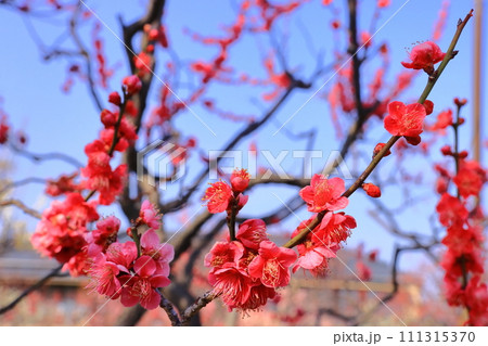 甲東梅林（兵庫県西宮市）＜大盃　一重抱え咲き＞ 111315370