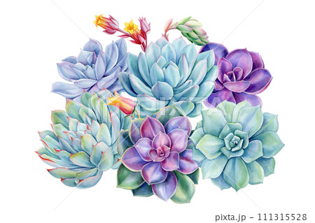 Succulents bouquet, echeveria watercolor painting illustrations isolated background, purple plants composition poster 111315528