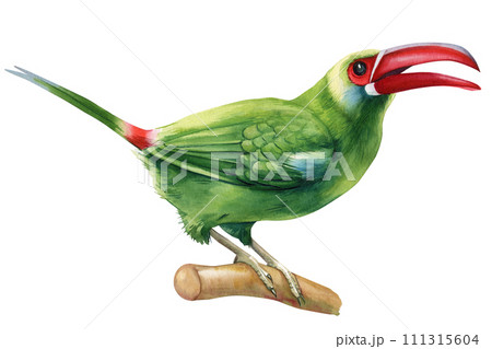 Green bird toucan on isolated background, watercolor summer clipart art, Watercolor toucan bird on branch Hand drawn 111315604