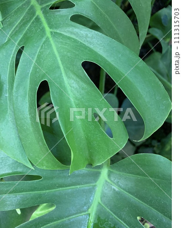 エコイメージ癒しイメージ、観葉植物。 エコイメージ癒しイメージ、観葉植物。 111315703