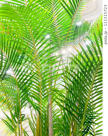 エコイメージ癒しイメージ、観葉植物。 エコイメージ癒しイメージ、観葉植物。 111315723